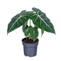Alocasia micholitziana 'Frydek'