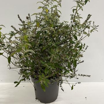 Buddleja WHITE CHIP