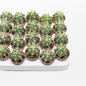 Ferocactus glaucescens