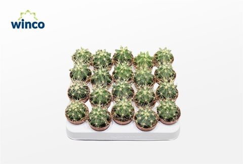 Ferocactus glaucescens