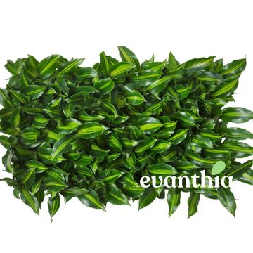 Dracaena fragrans BURLEY