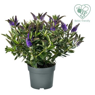 Hebe HEBEDONNA BRITTA