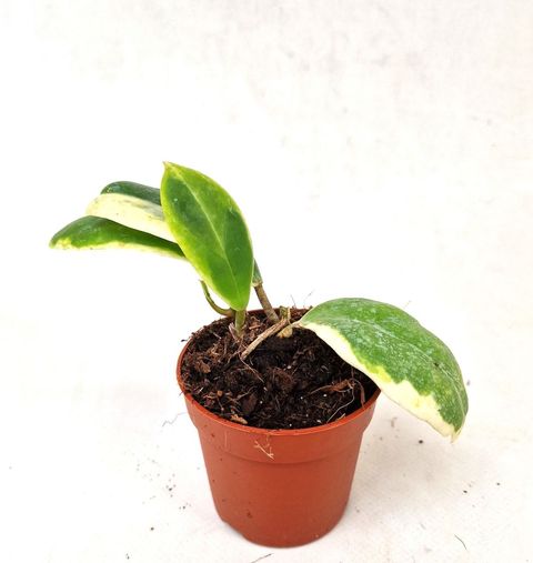 Hoya incrassata 'Outer Variegata'