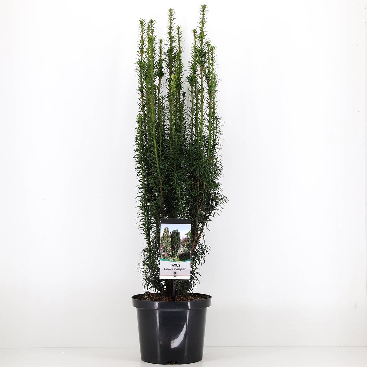 Taxus baccata 'Fastigiata' — Plant Wholesale FlorAccess