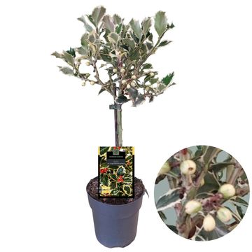 Ilex aquifolium 'Argentea Marginata'