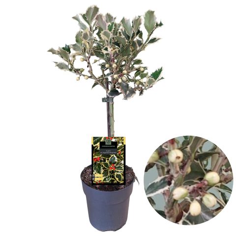 Ilex aquifolium 'Argentea Marginata'