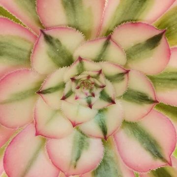 Aeonium 'Pink Witch'