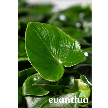 Filodendron selloum 'Atom'