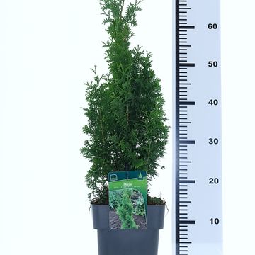Thuja occidentalis 'Degroot's Spire'
