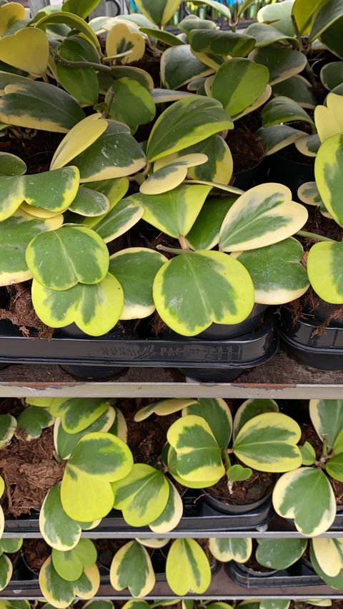 Hoya kerrii 'Variegata'