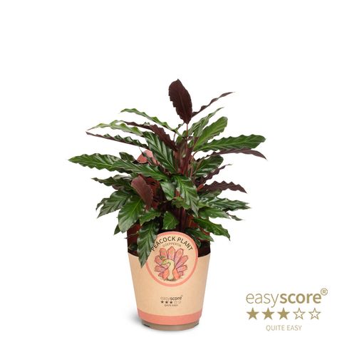 Calathea rufibarba