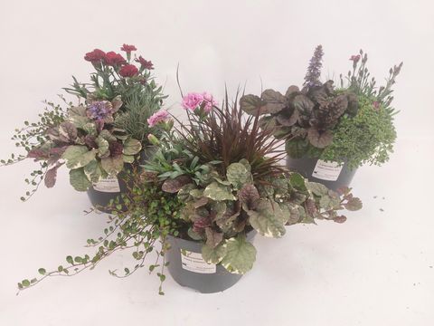 Plantas perenes MIX IN POT