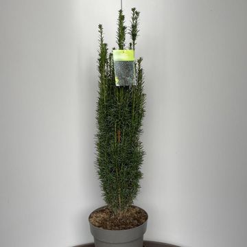 Taxus baccata 'Fastigiata'