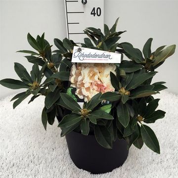 Rhododendron 'Golden Torch' (Y)