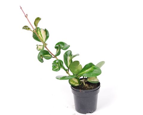 Hoya obovata 'Splash'