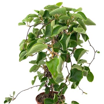 Actinidia deliciosa