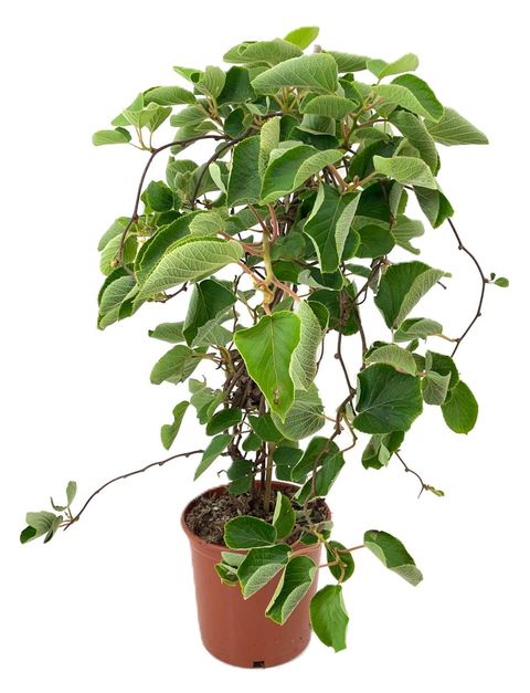 Actinidia deliciosa