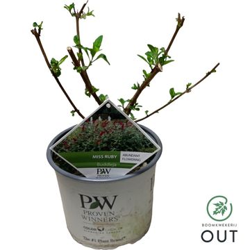 Buddleja 'Miss Ruby'