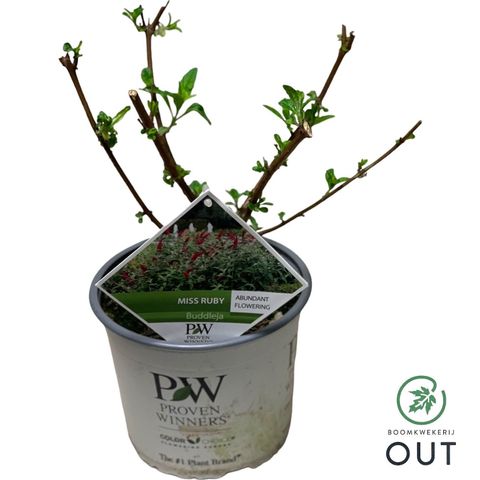 Buddleja 'Miss Ruby'