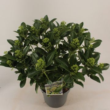 Skimmia japonica WHITE GLOBE