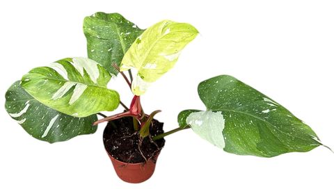 Filodendron 'Fresh Aurea'