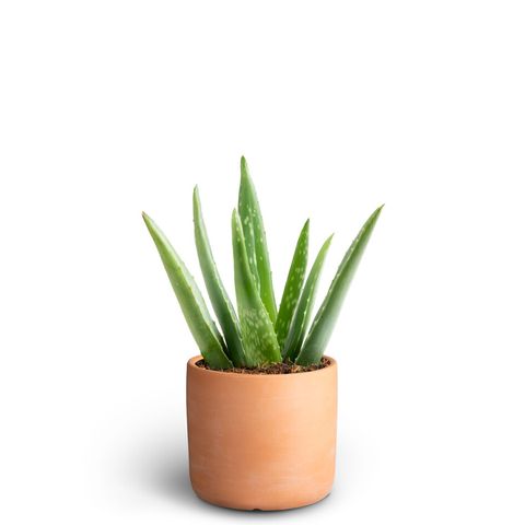 Aloe vera