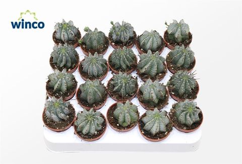 Euphorbia horrida alba