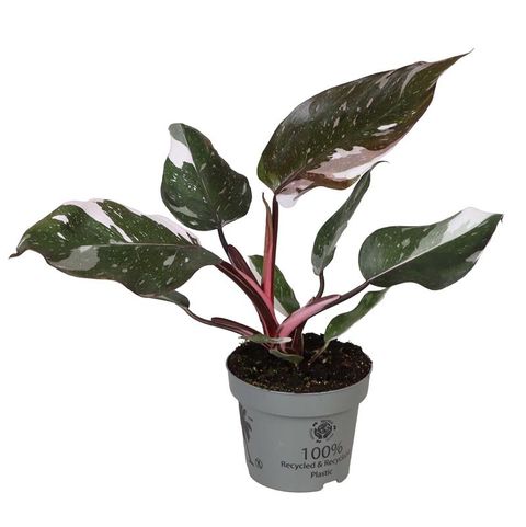 Philodendron 'Red Anderson'