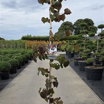 Cercis canadensis 'Ruby Falls'
