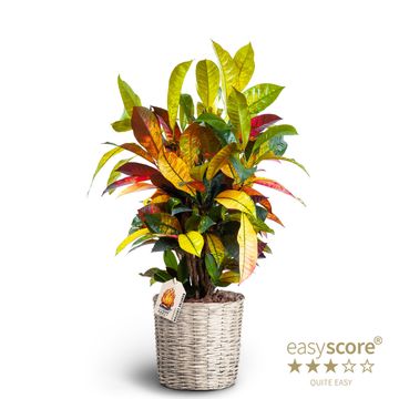 Trojskrzyn variegatum 'Mrs Iceton'