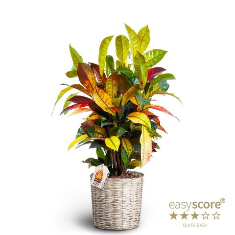 Codiaeum variegatum 'Mrs Iceton'