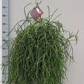 Rhipsalis burchellii