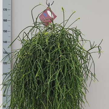 Rhipsalis burchellii