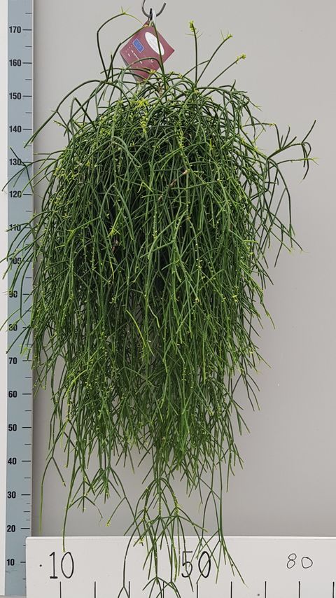 Rhipsalis burchellii