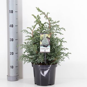 Chamaecyparis pisifera 'Baby Blue'