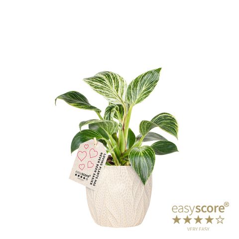 Philodendron BIRKIN / WHITE MEASURE