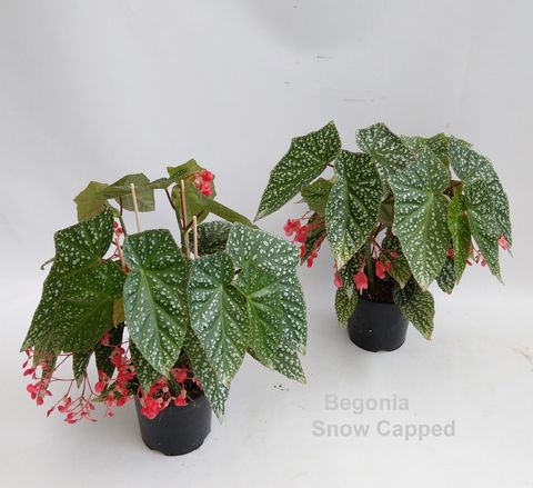 Begonia 'Snow Capped'