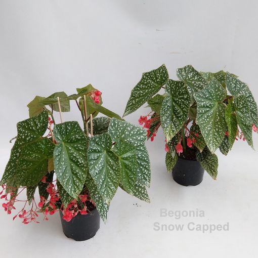 Begonia 'Snow Capped'