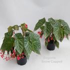 Begonia 'Snow Capped'