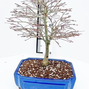 Acer palmatum 'Kiyohime'