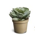 Adromischus cooperi