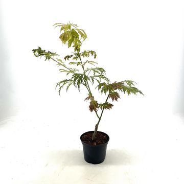 Acer japonicum 'Aconitifolium'