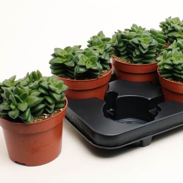 Crassula 'Springtime'