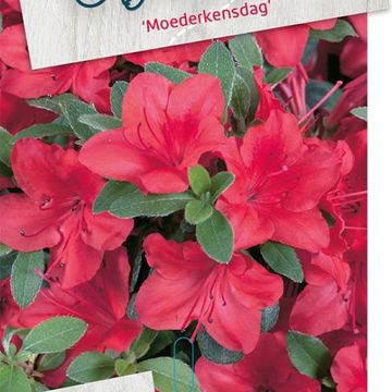 Rhododendron 'Moederkensdag' (AJ)