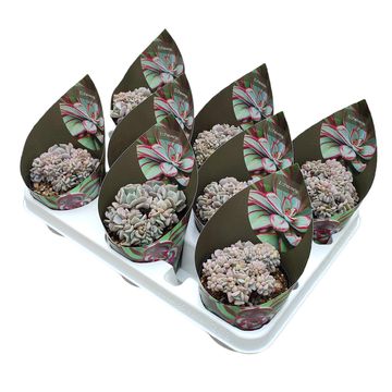 Echeveria 'Cubic Frost Cristata'