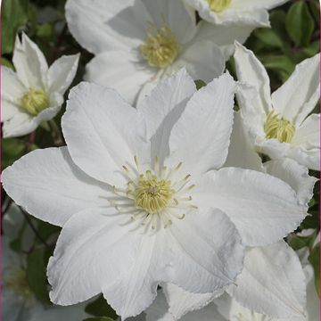 Clematis MADAME BLANC