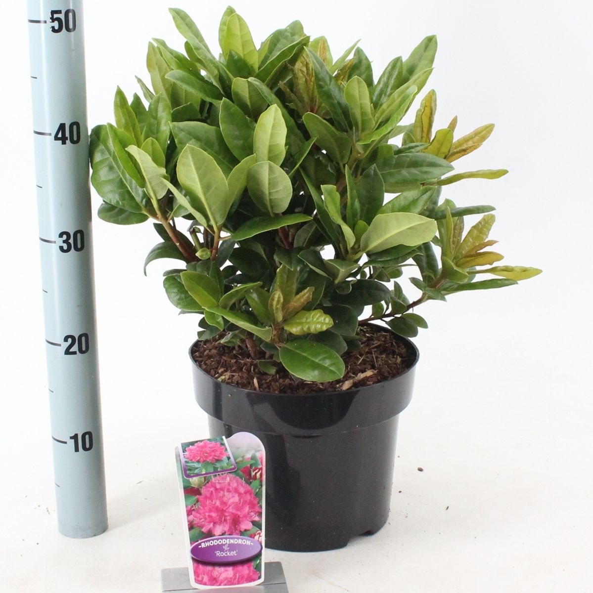 Rhododendron 'Rocket'  Pflanzengrohandel FlorAccess