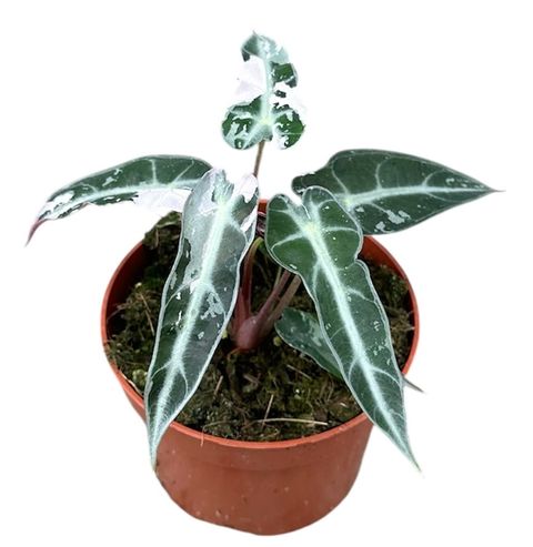 Alocasia 'Bambino Variegata'