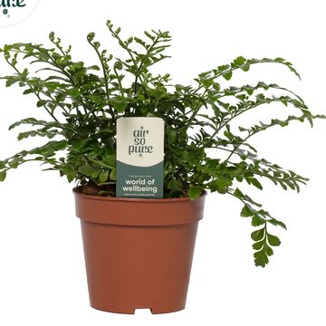 Asplenium 'Parvati'