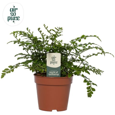 Asplenium 'Parvati'